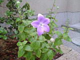 050701.jpg