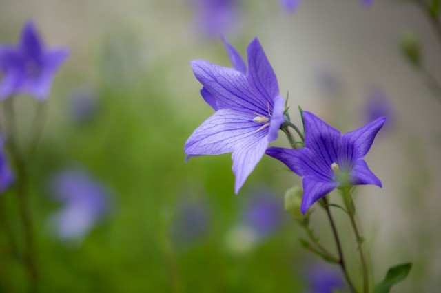 kikyo